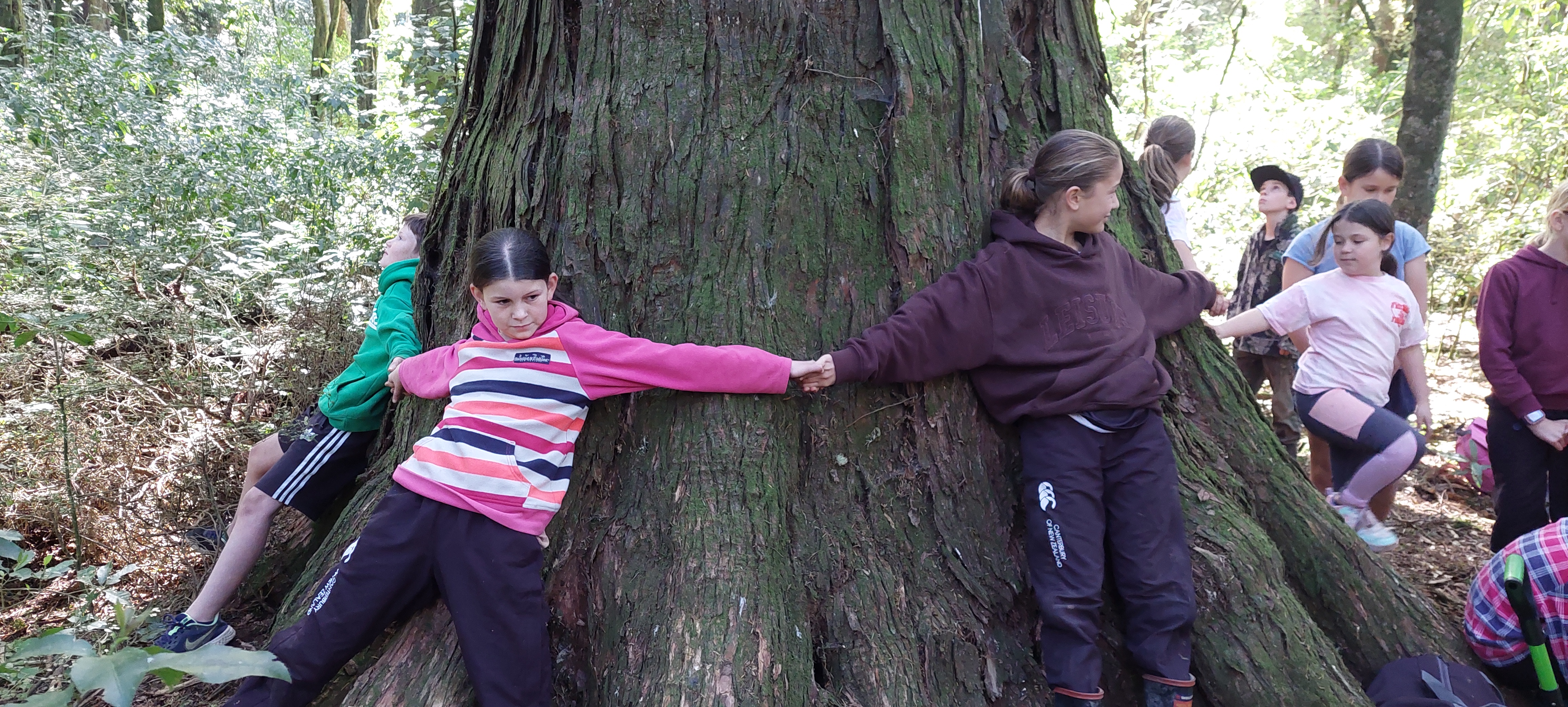 Children holding hands around a large totara tree at Dunvegan